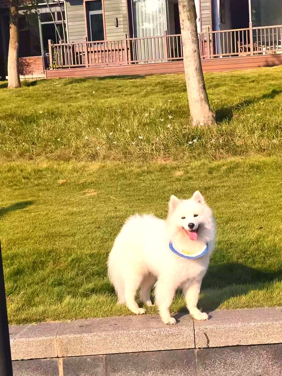萨摩耶